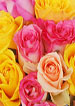 WIN ROSES