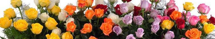 Roses