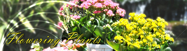 Blooming Plants