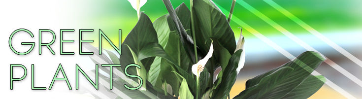 Green Plants