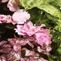 Blooming Plants