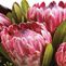 Metropolitan Flowers