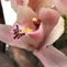 Orchids