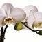 Exotics/Orchids