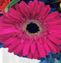 Daisies & Gerberas