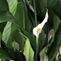 Green Plants