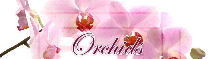Orchids/Exotics