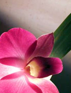 Dendrobium Orchids