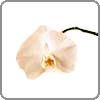 Orchid, Phalaenopsis