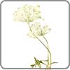 Queen Anne's Lace