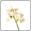 Sweet Pea