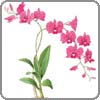 Orchid, Dendrobium