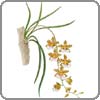 Orchid, Oncidium