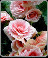 Begonia