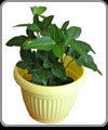 Dish Gardens
