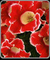 Gloxinias