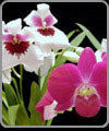 Orchid