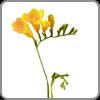 Freesia