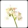 Sweet Pea