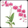 Orchid, Dendrobium
