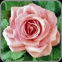Dark Pink Rose