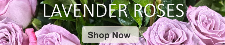Lavender Roses Columbus Oh Florists Griffins Floral