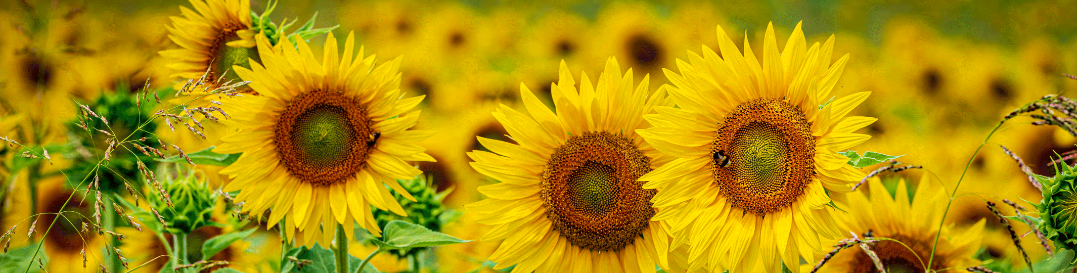 Sunflower Bouquets & Arrangements – Columbus Ohio Same-Day Flower Delivery