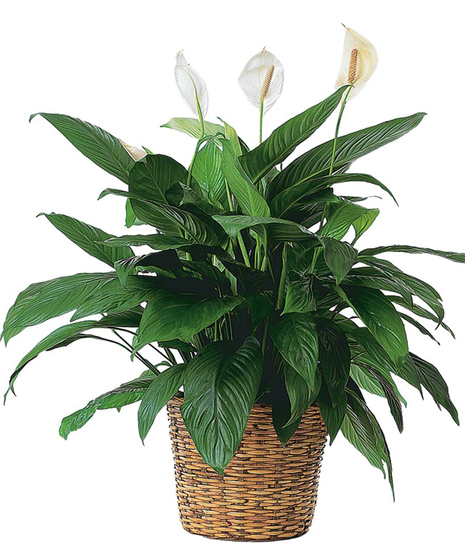 DSCC Peace Lily - OUT OF TOWN Delivery