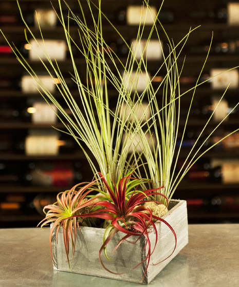 Airplant Garden