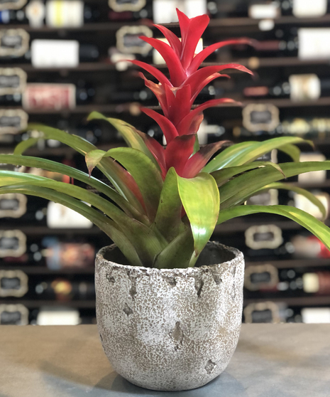 Bromeliad Plant