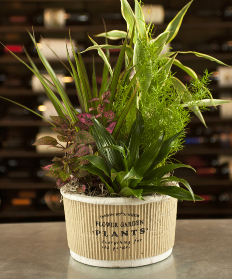 Ceramic Dish Garden