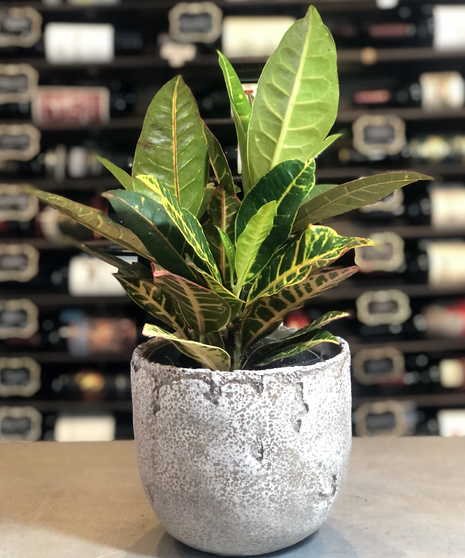Croton Plant