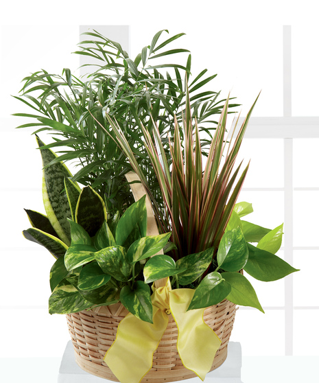 Dish Garden In Basket With Bow