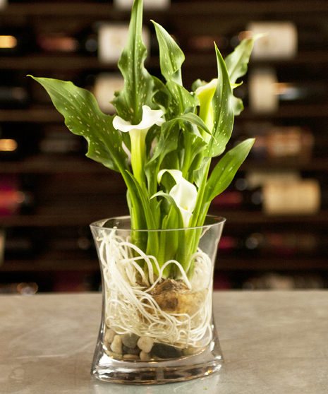 Explicitly Calla