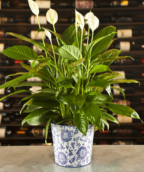 Paisley Peace Lily