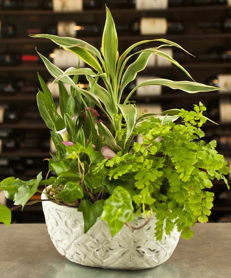 Serenity Calla Garden