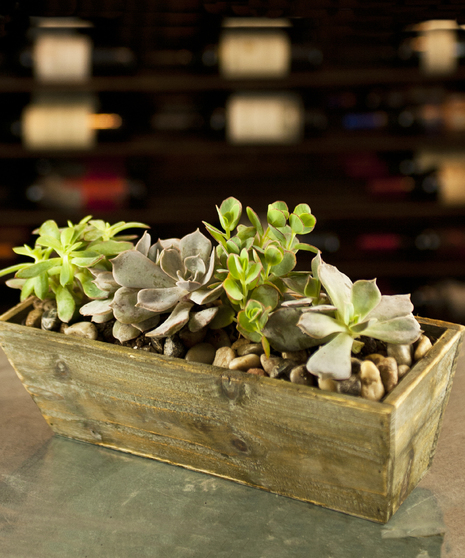 Succulent Garden
