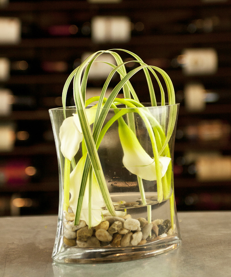 White Calla Perfection