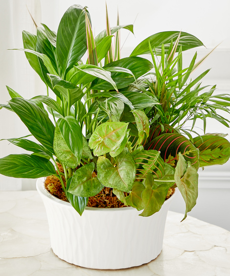 Ceramic Dish Garden Small