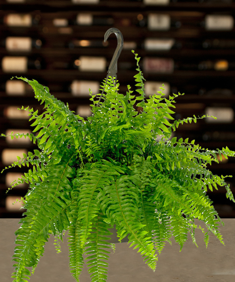 Boston Fern 12