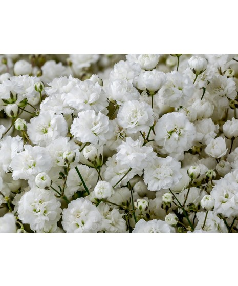 18 Roses Columbus Oh, Valentine Roses, Columbus Ohio, Dozen In A Half Roses Columbus Ohio