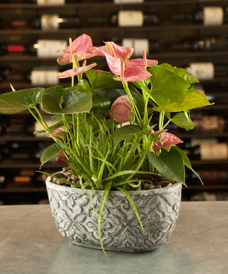 Anthirium Delight Garden