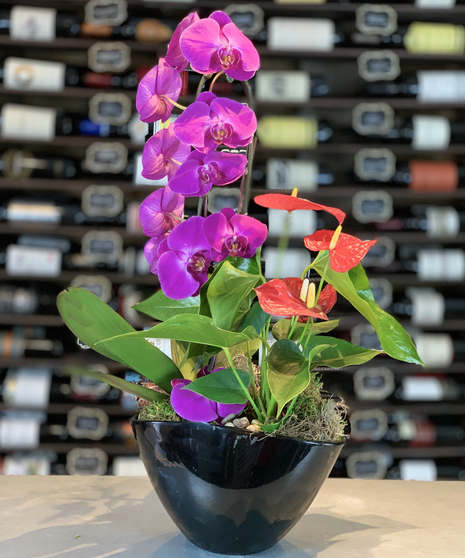 Orchid Anthurium Combo Planter