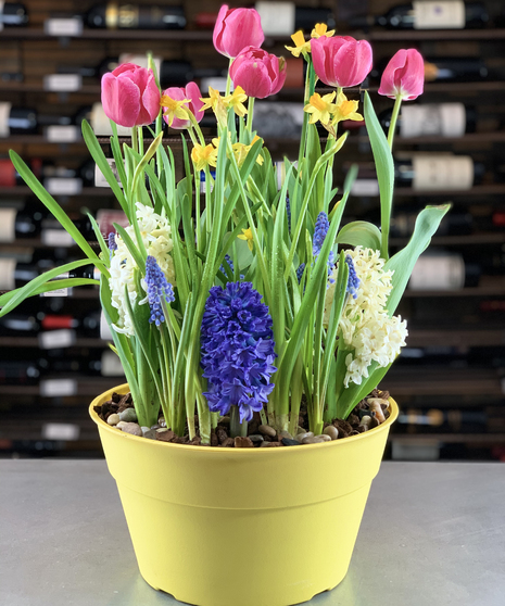 Blooming Bulb Garden