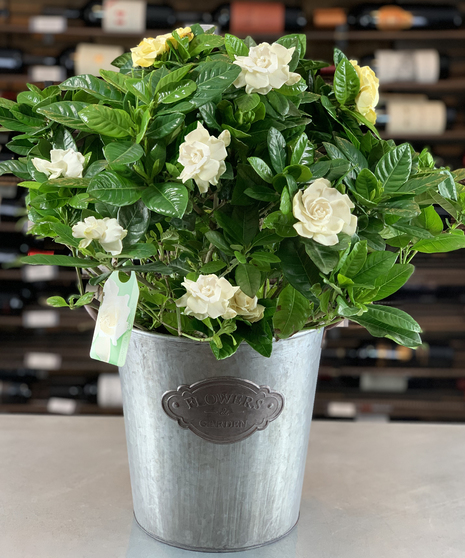 Blooming Gardenia Plant