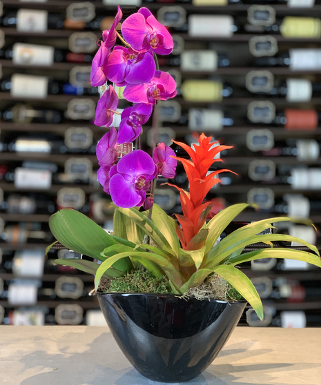 Orchid & Bromeliad Combo Planter