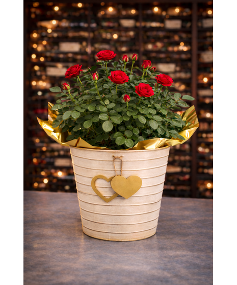 Love Grows Rose Plant