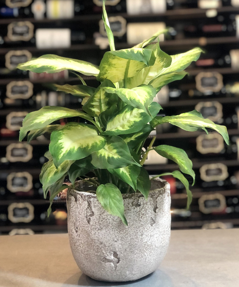 Diffenbachia Plant