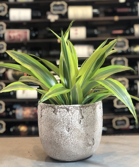 Dracena Lemon Lime Plant