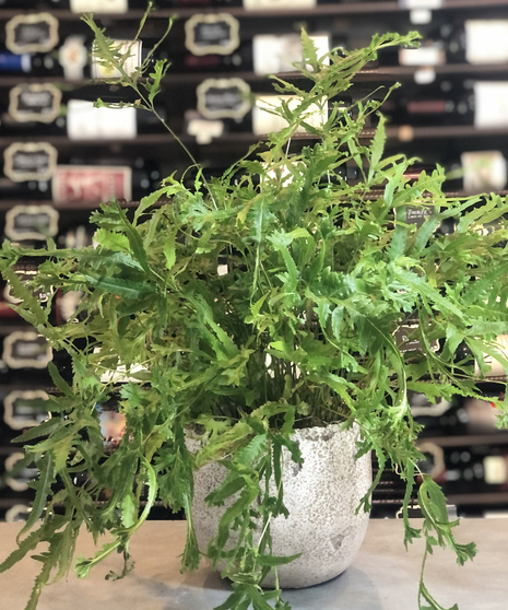 Fern Plant